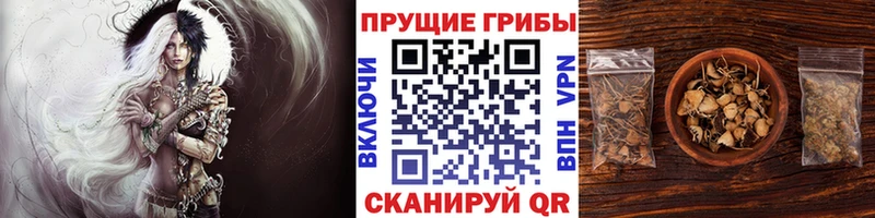 Псилоцибиновые грибы Psilocybe  блэк спрут как войти  Петушки 